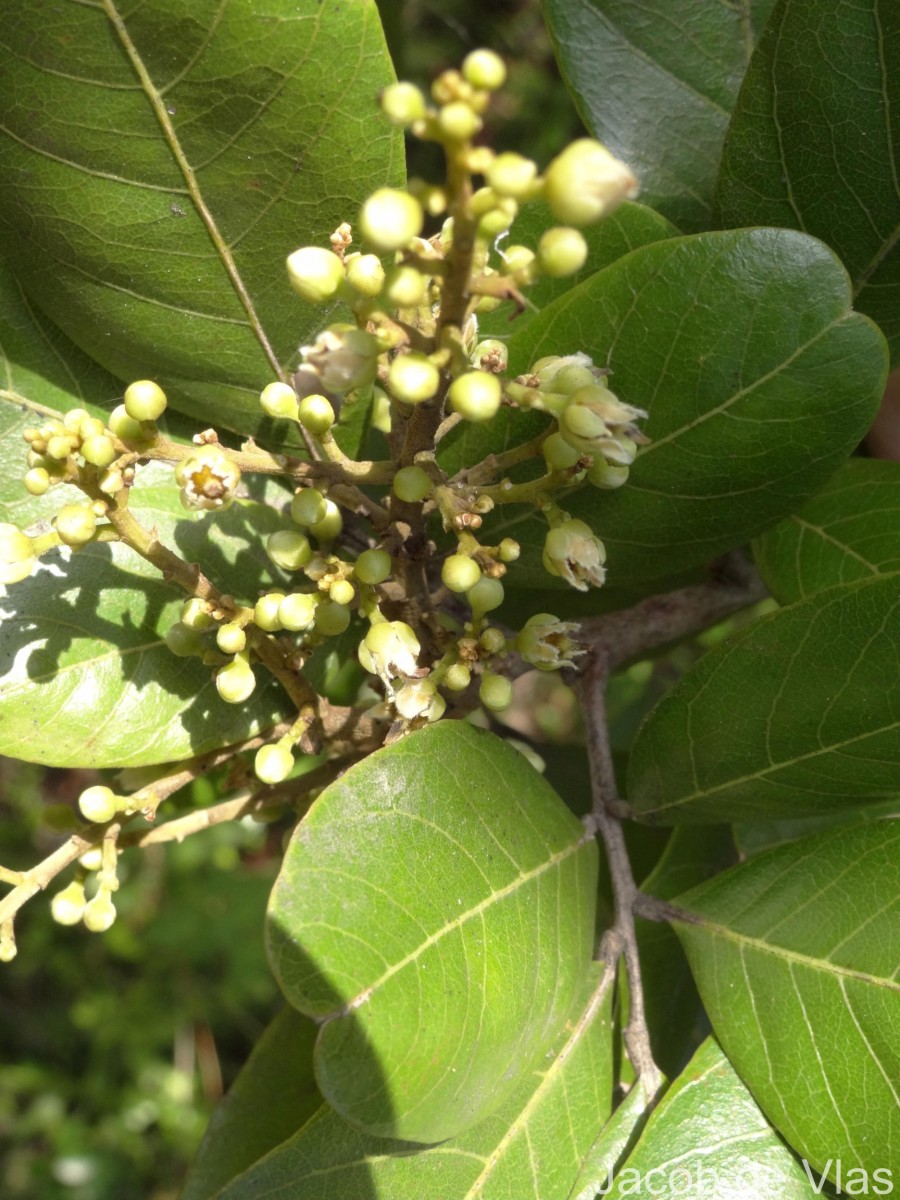 Sapindus emarginatus Vahl